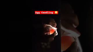 Egg Candling 😳 whiteheeraaseel heeraaseels eggcandling shorts viralshorts ytshorts views [upl. by Norha]