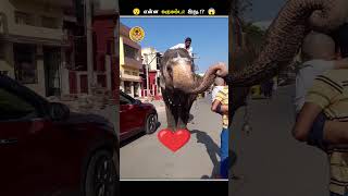 எதனால இப்படி யானைகளோட சாணத்தை சேகரிக்கிறாங்க  Collecting Elephant Dung  Animal Voiceover Tamil [upl. by Ettelorahc]