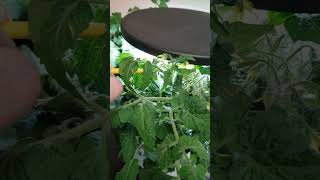 Manual pollination tomato hydroponic Aerogarden [upl. by Gemini]