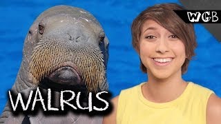 Why Do Walruses Have Mustaches [upl. by Issej]