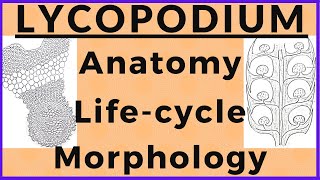 Lycopodium Pteridophyte Plant Morphology Anatomy Biological Life cycle Diagram  Plant Kingdom [upl. by Jemma]