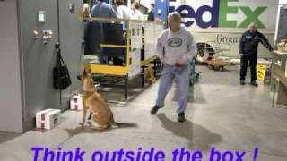 Detection Dog Training with the K9 BSD [upl. by Anirtik]