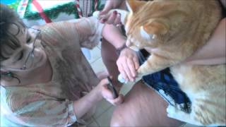 Cats getting nails clipped [upl. by Rabelais]