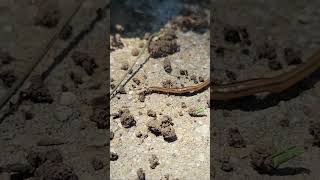 Hammerhead worm worm invasive [upl. by Anayhd]