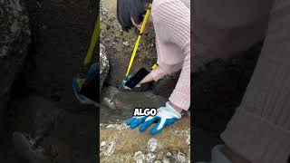 ¡Sorpresa en la Excursión Encuentran Cangrejo en un Charco 🦀✨ shorts [upl. by Wixted]