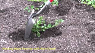 How to Plant Wave Petunias The Plant Farm® [upl. by Lesley184]