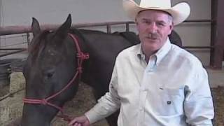 Gastric ulcers in horses [upl. by Eisyak]