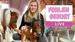 Fohlen Geburt LIVE💕😱 Geburt das erste Wiehern amp Aufstehen😱 [upl. by Courtland]