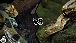 GREEN ANACONDA VS RETICULATED PYTHON  Who is the king of the snakes [upl. by Llennehc]