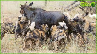 Top 50 Crazy Hunting Moments Of Wild Dogs Recorded On Camera  Wild Animals [upl. by Olaf]