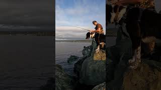 Rock fish off a North Coast Jetty with River Dogs shorts fishing dog [upl. by Dennie]