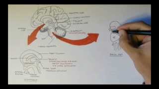 Brain Anatomy Overview  Lobes Diencephalon Brain Stem amp Limbic System [upl. by Nilpik]