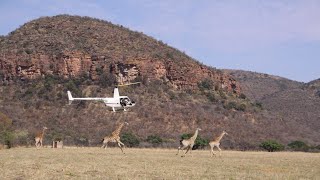 Relocating Wildlife In Africa  Wildlife Management Experiences [upl. by Elinet246]