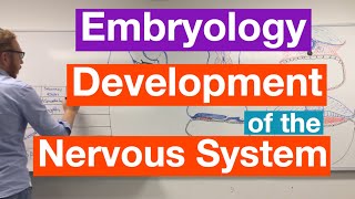 Development of the Nervous System  Embryology [upl. by Nikoletta]