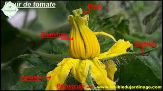 La pollinisation des tomates [upl. by Ramor]