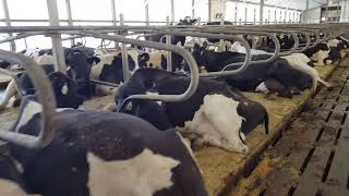 DCC Waterbeds  Comfort for your cows Confidence for you [upl. by Willy]