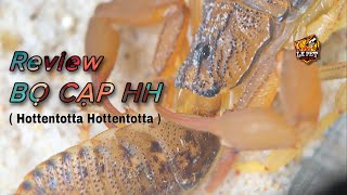 REVIEW  Bọ Cạp HH  Hottentotta Hottentotta   Loài vật lưỡng tính tự nhân giống [upl. by Amles]