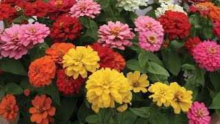 All About Zinnia Flowers [upl. by Nivrae]