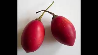 The Tamarillo Fruits and Benefits [upl. by Crelin]