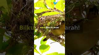 Ovenbird family and scientific name and intresting facts agriculture knowledge facts [upl. by Oraneg]