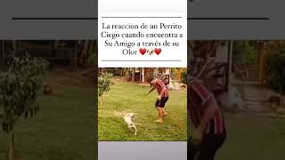 Reacción de un perrito ciego cuando reconoce a su amigoPerritos Ciego Shorts MannySocial [upl. by Dnalevelc491]