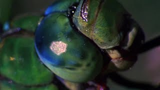 Dragonfly vs Damselfly  Deadliest Showdowns  BBC Earth [upl. by Darnoc]