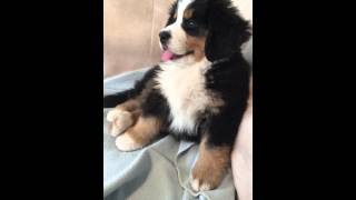 Sleepy Bernese Mountain Dog Puppy [upl. by Eirrek829]