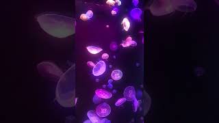 🔥RGB jellyfishes🔥 [upl. by Tehr573]