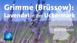 Grimme Brüssow Lavendel in der Uckermark  tagesthemen mittendrin [upl. by Inotna]