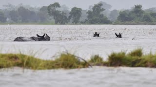 Interesting Facts About Kaziranga National Park—गैंडे की भूमि परिवेश तथा जीवजंतु—Hindi EP1 [upl. by Noteek]