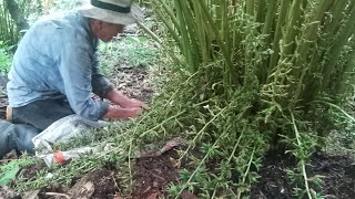 ¿cómo es un cultivo de cardamomo [upl. by Anilecram]