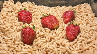 Maggots vs Strawberry 👀🍓 Time Lapse [upl. by Mcintyre]