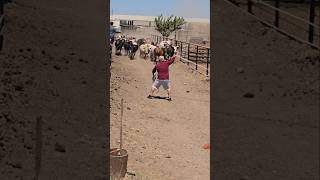 Hay bienen las vacas toro rodeo jaripeo mascotas ganaderos rancho bull rancho [upl. by Pesek]