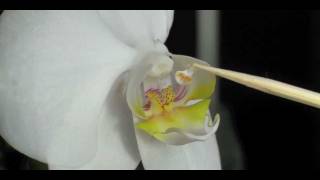 How to Pollinate Orchids  Phalaenopsis Orchid [upl. by Finnegan]