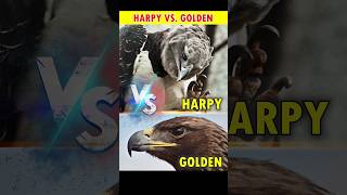 Eagle Battle Harpy vs Golden Eagle 🦅🔥 shorts eagles harpy goldeneagles battle factblitzkrieg [upl. by Assilav]