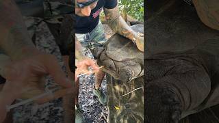 Administering Medication 💉 to my Aldabra Tortoise Chevy shorts animals tortoise [upl. by Eiboj]