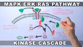 MAPKERK Signaling Pathway [upl. by Wilterdink]