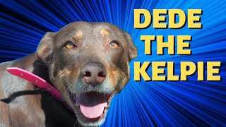 DEDE the Kelpie  Most Loyal Dog  Told By Stuart [upl. by Moise]