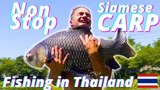 EXTREME Fishing in Thailand HUGE CARP [upl. by Retloc]