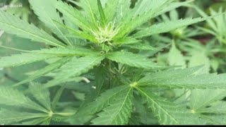 Should recreational marijuana be decriminalized Sarasota considers it  10News WTSP [upl. by Alan]