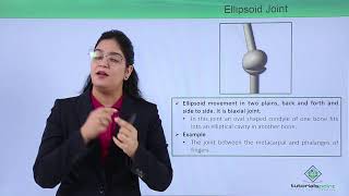 Class10th – Ellipsoid Joint  Locomotion and Movement  Tutorials Point [upl. by Ostap]