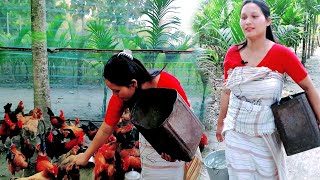 Local chicken farming localeggs eggproduction villagevlog firman babaldproduction bodolandfirm [upl. by Ayotel]