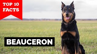 Beauceron  Top 10 Facts [upl. by Willin305]