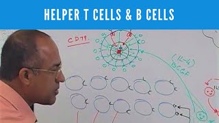 Helper T cells  CD4 and B cells  Lymphocytes  Immunology [upl. by Dobb]