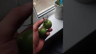 How To Ripen Green Tomatoes At Home gardeningtomato gardeningtips [upl. by Asli]