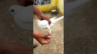 Kabootar k pair me bled lagaya😱🕊️👌shorts pigeon shortvideo viral youtubeshorts shortsfeed😱🕊️😎 [upl. by Bourque473]