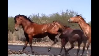 Wild Horse Action at the Salt River by Karen McLain [upl. by Cleland]