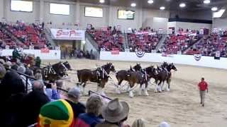 Budweisers Clydesdale Horses perform for a huge crowd at the South Point Hotel in Las opportunity [upl. by Wester374]