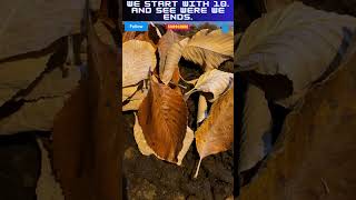 How to care for Isopods isopods dairycows [upl. by Enrica]