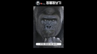 포유류  37 로랜드고릴라 lowland gorilla [upl. by Vookles]